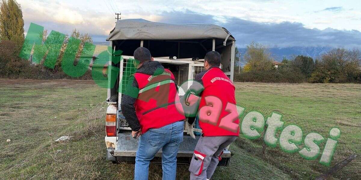 Menteşe’de Koyunlara Saldıran Köpeklerden Biri Yakalandı, İkisi Kaçtı 2